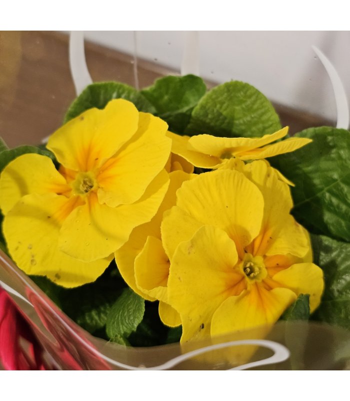 Aranjament „Sunny Smile”