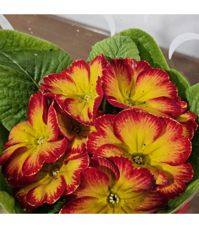 Aranjament „Sunset Glow”