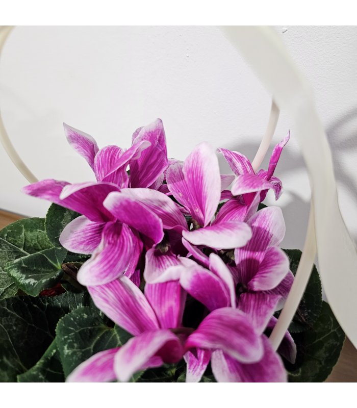 Aranjament „Pink Grace”