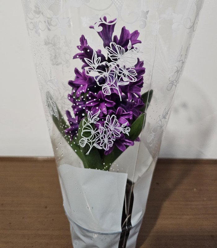 Zambilă „Purple Charm”