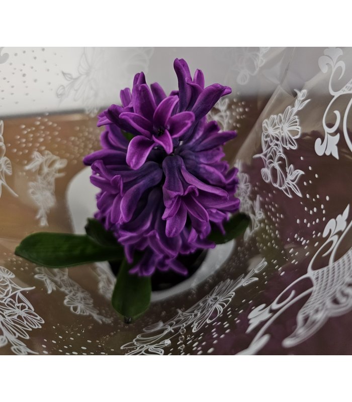 Zambilă „Purple Charm”