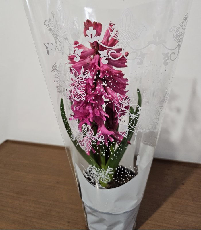 Zambilă „Pink Charm”