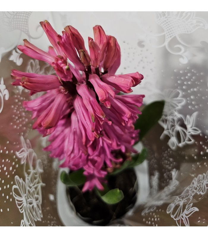 Zambilă „Pink Charm”