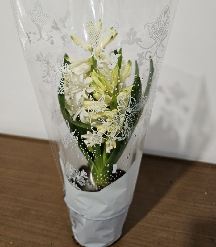 Zambilă „White Charm”