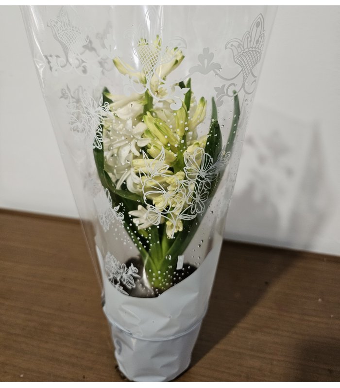 Zambilă „White Charm”