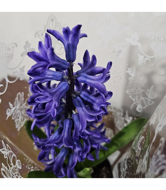 Zambilă „Purple Charm” 2