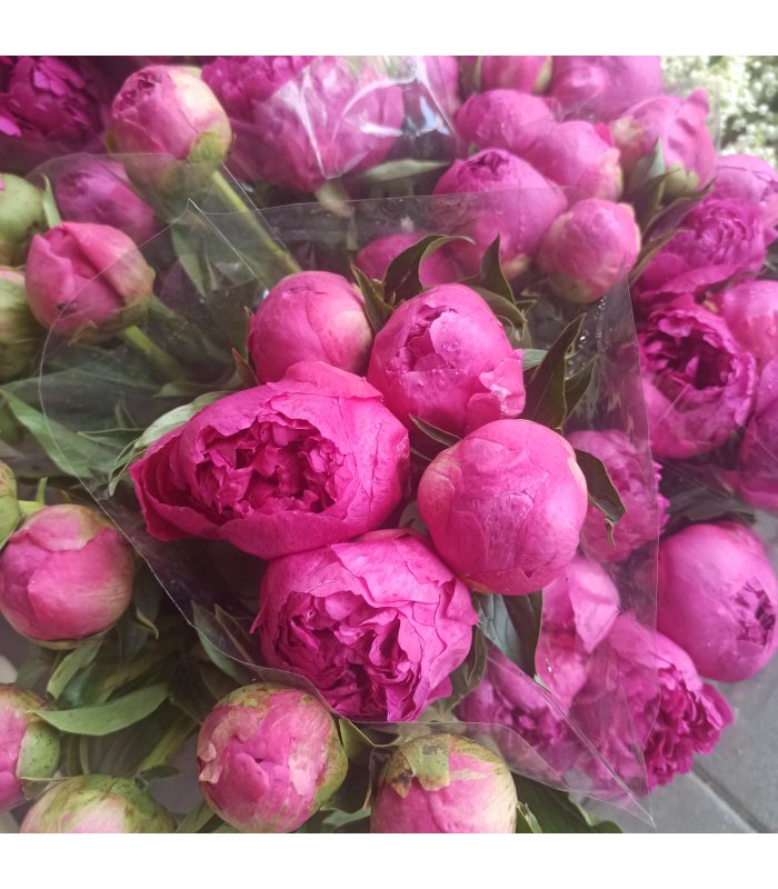 Bujori Premium Ciclam, red cham, alb rozaliu, alb sau Sarah Bernhardt