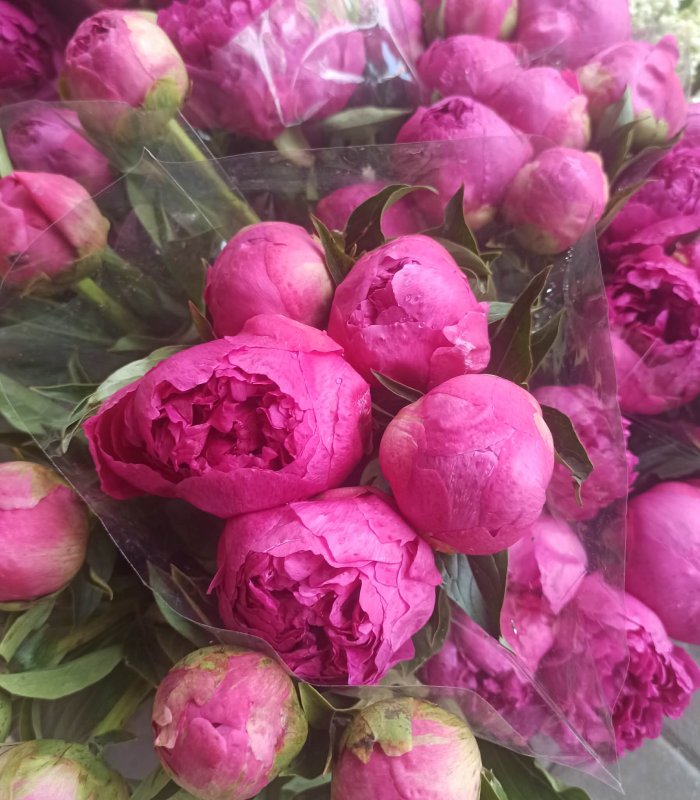 Bujori Premium Ciclam, red cham, alb rozaliu, alb sau Sarah Bernhardt