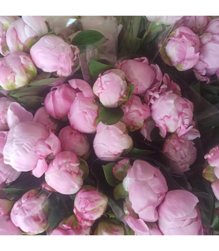 Bujori Premium Ciclam, red cham, alb rozaliu, alb sau Sarah Bernhardt
