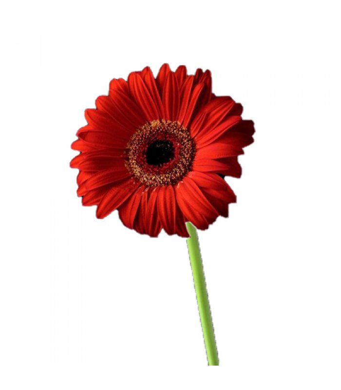 1 fir gerbera