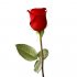 Trandafir  + 7 Ron 