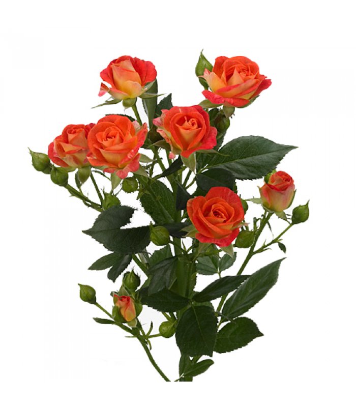 1 fir Trandafir tross