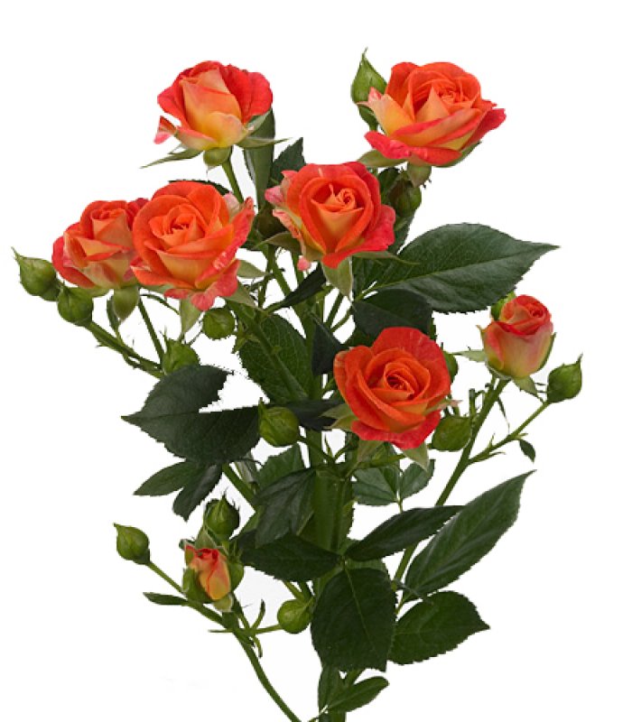 1 fir Trandafir tross